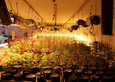 gdp porn full video|More than 600 marijuana plants seized, 3 men arrested in Rakiraki.